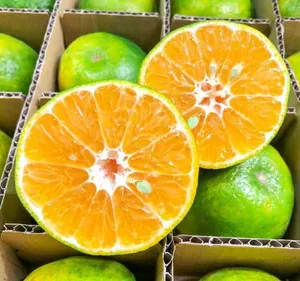 台灣青皮椪柑 6個