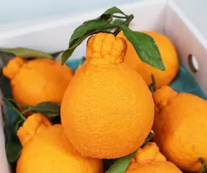 大分"不知火"尖咀柑