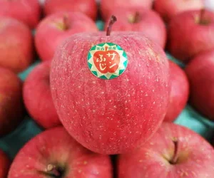 青森"富士"紅蘋果