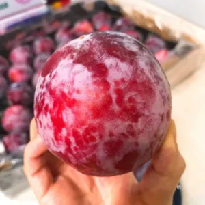 美國"恐龍蛋"布冧